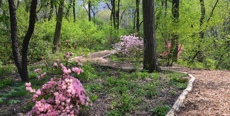 Hallett Nature Sanctuary is one of the most romantic places in Central Park